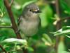 White Eyed Vireo